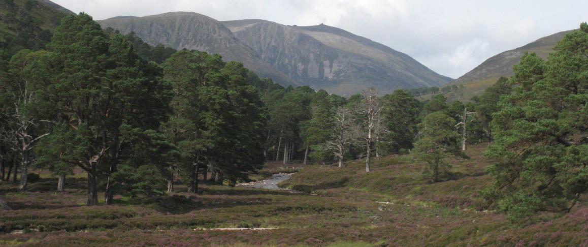 Looking from the Glen Derry woods towards Beinn Mheadhoin